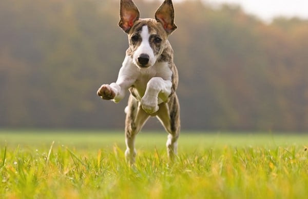 Chó Whippet, một vận động viên điền kinh thu nhỏ, chạy nhanh như chó Greyhound
