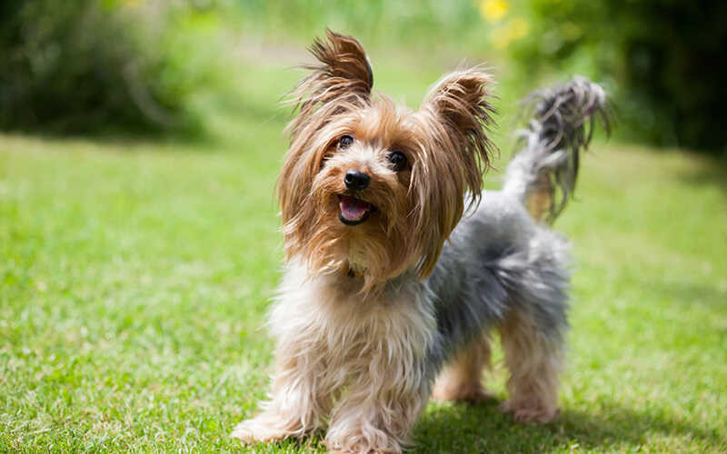 Chó Yorkshire - một trong những giống chó đẹp dễ nuôi với bộ lông dài mượt mà