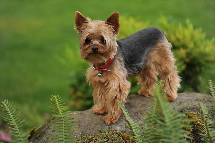 Chó Yorkshire Terrier nhỏ nhắn nhưng dũng cảm, một giống chó thích hợp nuôi trong nhà được nhiều người lựa chọn