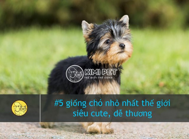 Chó Yorkshire Terrier với bộ lông dài mượt, biểu tượng của chó cute nhất thế giới
