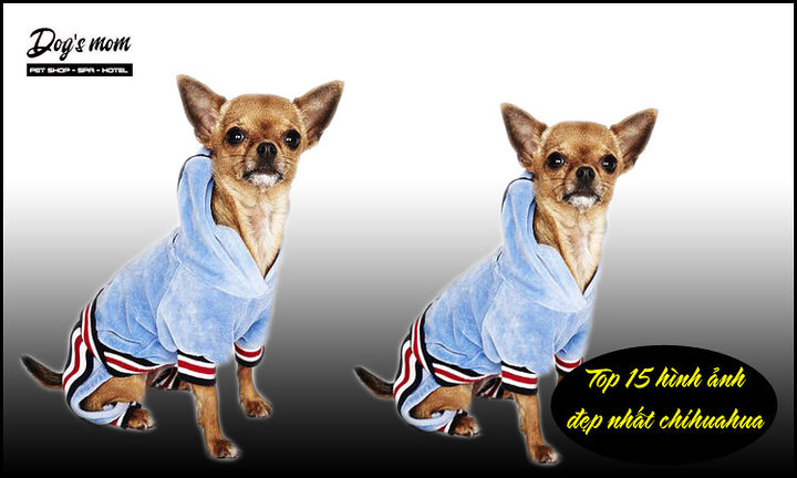 Cách Chăm Sóc Chó Chihuahua Toàn Diện Từ A Đến Z