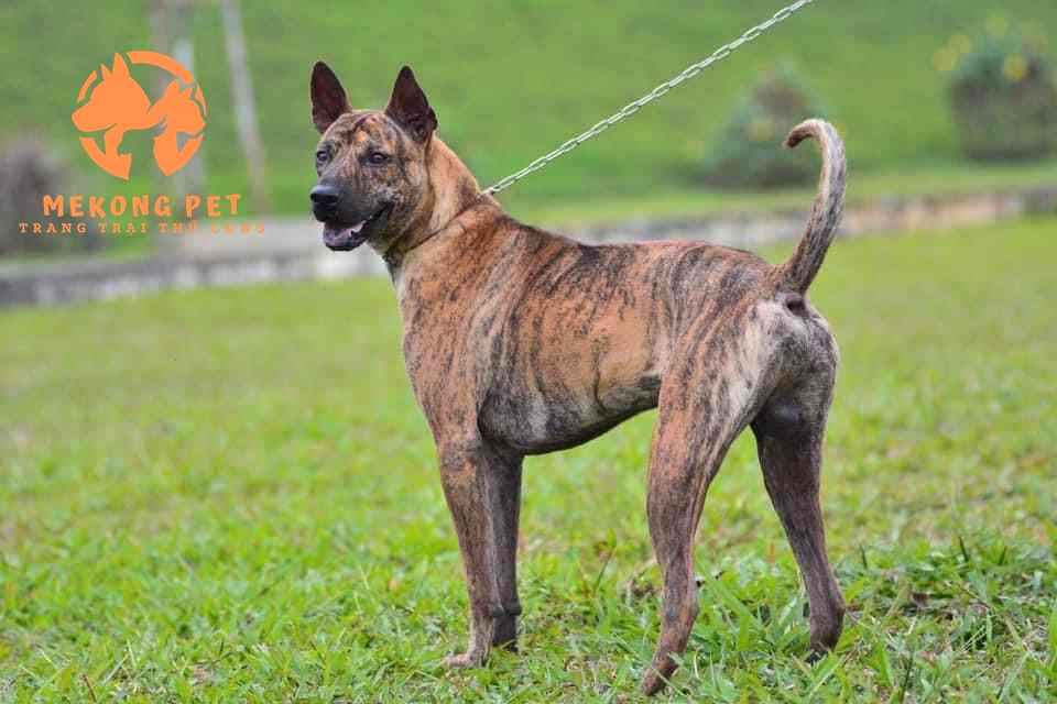Chó vện lửa Phú Quốc trưởng thành với bộ lông vằn đặc trưng và xoáy lưng, đứng trên nền cỏ