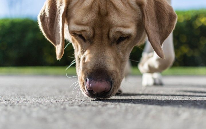 Cách Huấn Luyện Chó Đánh Hơi Chuyên Sâu, Hiệu Quả