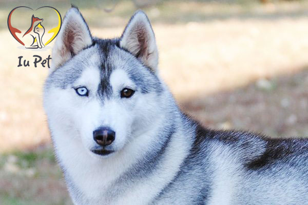 Cẩm Nang Toàn Diện Về Chó Husky Mắt 2 Màu: Từ Ngoại Hình Đến Chăm Sóc Cẩm Nang Toàn Diện Về Chó Husky Mắt 2 Màu: Từ Ngoại Hình Đến Chăm Sóc