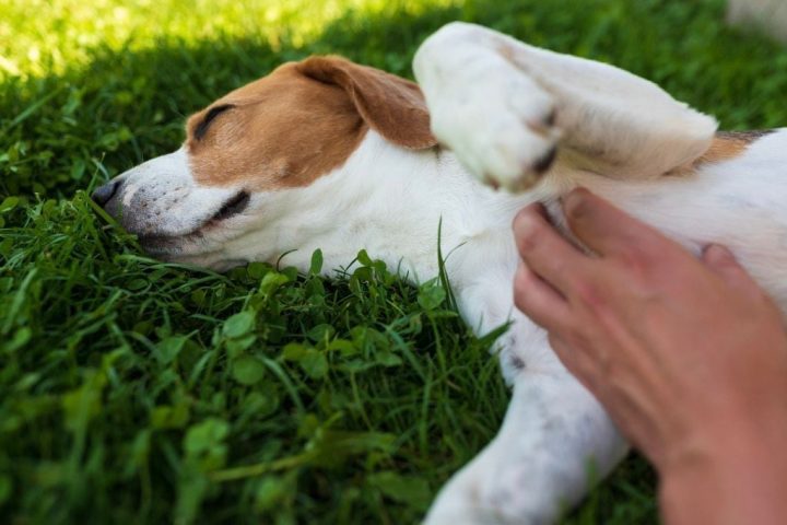 Chó Thích Vuốt Ve Ở Đâu? Bí Quyết Giúp Cún Cưng Hạnh Phúc