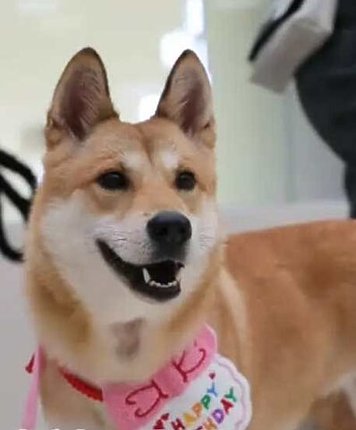 Chú chó đi tìm chủ và hành trình đầy nước mắt