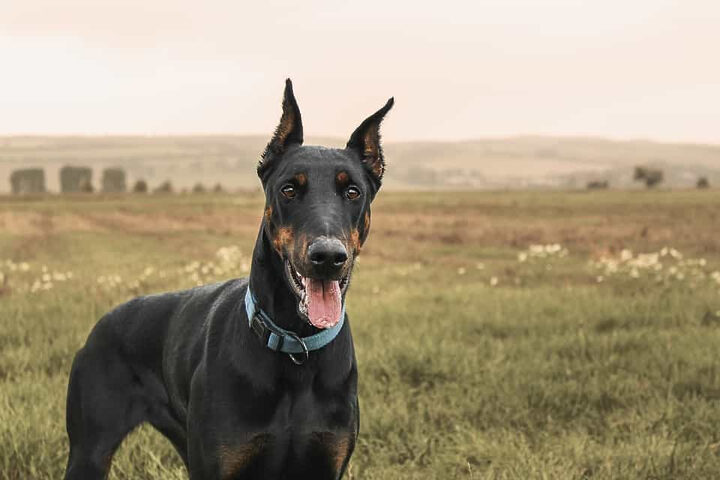 Chọn lựa giống tốt để cho ra đời nhưng chú Doberman khỏe mạnh