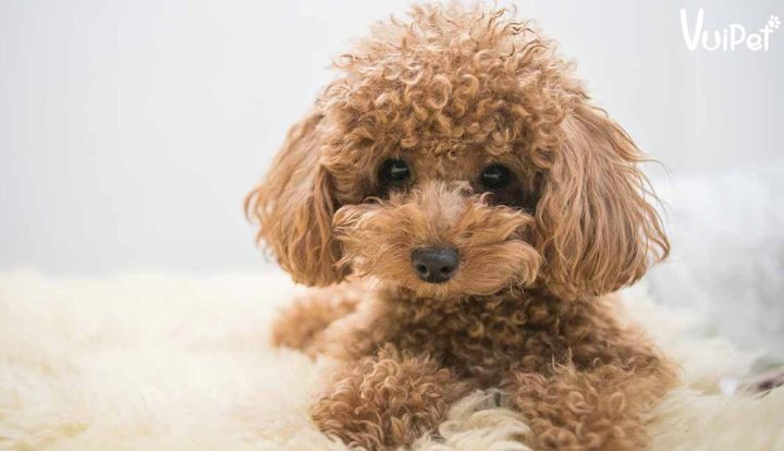 Chó Poodle Màu Xám Trắng: Đặc Điểm, Giá & Cách Chăm Sóc Độc Đáo