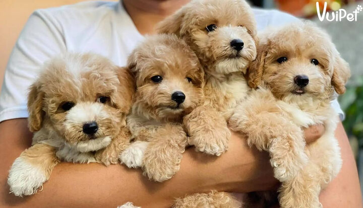 Chó Poodle Màu Xám Trắng: Đặc Điểm, Giá & Cách Chăm Sóc Độc Đáo