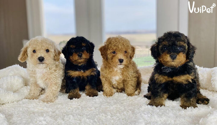 Chó Poodle Màu Xám Trắng: Đặc Điểm, Giá & Cách Chăm Sóc Độc Đáo