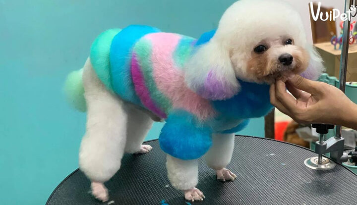 Chó Poodle Màu Xám Trắng: Đặc Điểm, Giá & Cách Chăm Sóc Độc Đáo