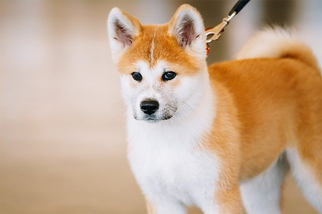 Chú chó Akita với vẻ ngoài oai vệ và bộ lông dày