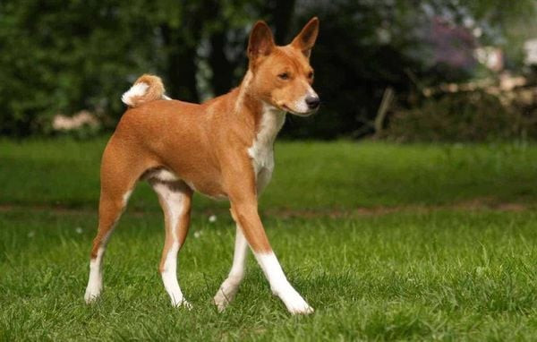Chú chó Basenji với bộ lông ngắn, mượt mà và vẻ ngoài tinh anh
