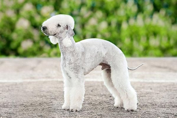 Chú chó Bedlington Terrier với bộ lông xoăn trắng muốt đứng trên bãi cỏ