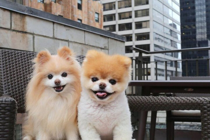 Chú chó Boo và Buddy vui đùa bên nhau, biểu tượng cho tình bạn bền vững