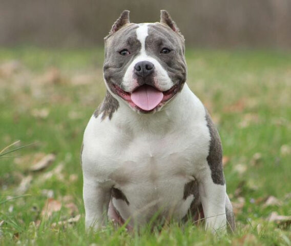 Chú chó Bully con với bộ lông vện, đang chơi đùa một cách hiền lành và đáng yêu