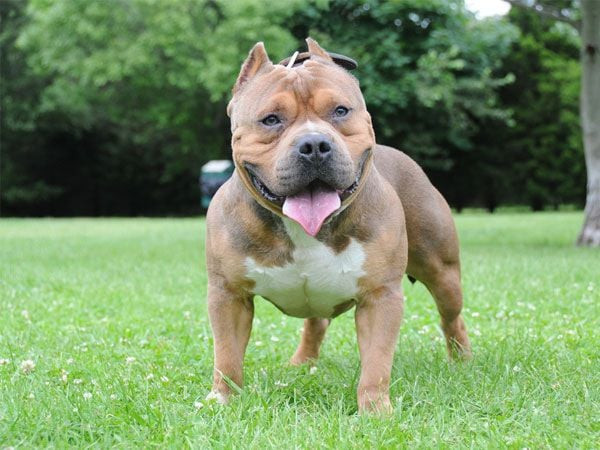 Chú chó Bully đang ở yên tại chỗ theo hiệu lệnh của chủ, thể hiện sự vâng lời