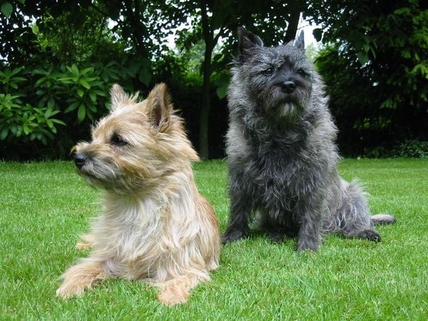 Chú chó Cairn Terrier với bộ lông thô ráp và vẻ mặt đáng yêu
