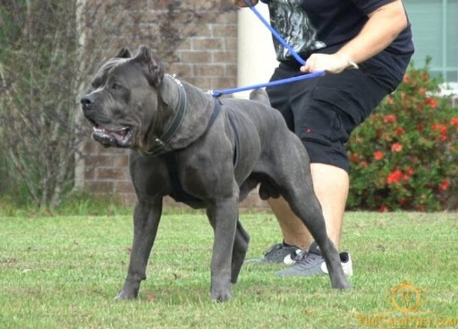 Chú chó Cane Corso với bộ lông đen bóng và thân hình cơ bắp, đại diện cho giống chó Mastiff Ý