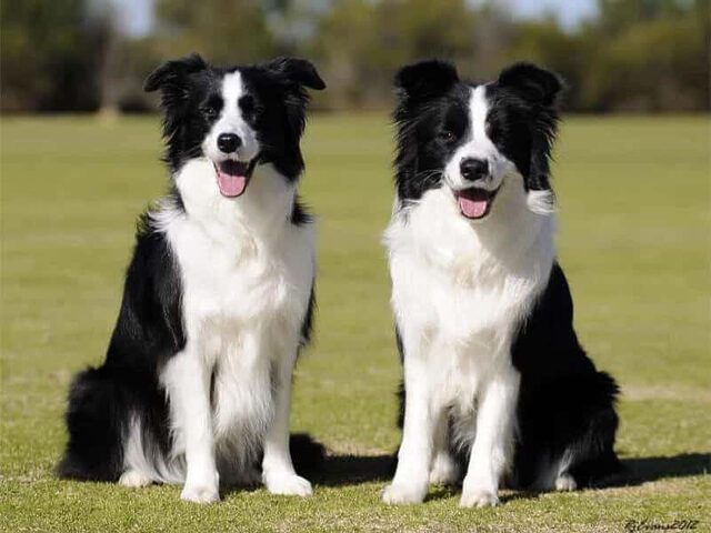 Chú chó chăn cừu Border Collie đang học các lệnh cơ bản trong buổi huấn luyện chó chăn cừu chuyên nghiệp