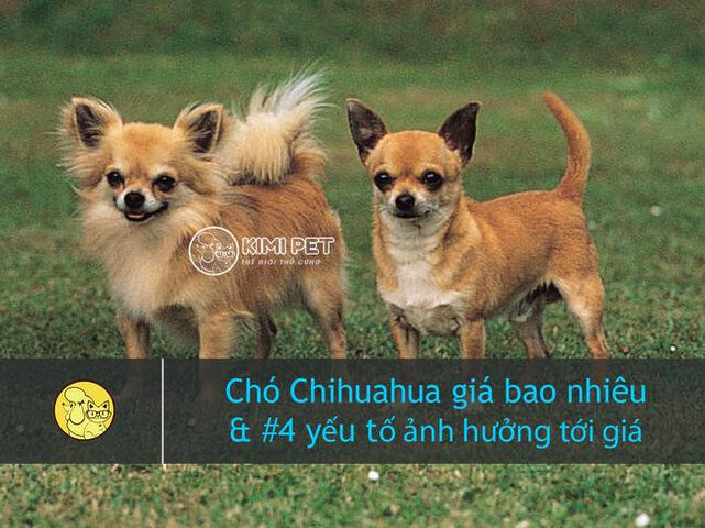 Chú chó Chihuahua nhỏ nhắn, đáng yêu đang ngồi trên thảm cỏ, minh họa cho chủ đề chó Chihuahua giá bao nhiêu