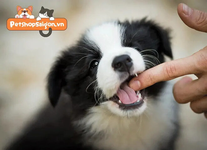 Chú chó con đáng yêu đang cắn nhẹ tay chủ, thể hiện bản năng khám phá và tình cảm của mình, minh họa cho cách dạy chó không cắn tay chủ.
