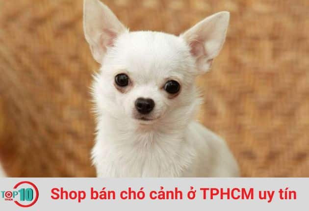 Chú chó con tại Dog International, một shop bán chó cảnh ở TPHCM