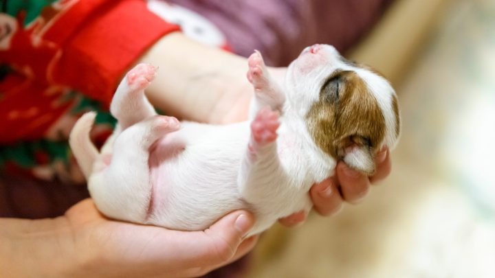 Chú chó con vui vẻ nhìn lên