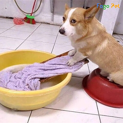 Chú chó Corgi mặc áo hoodie cam, minh họa tầm quan trọng của việc chọn quần áo cho chó Corgi vừa vặn và sạch sẽ