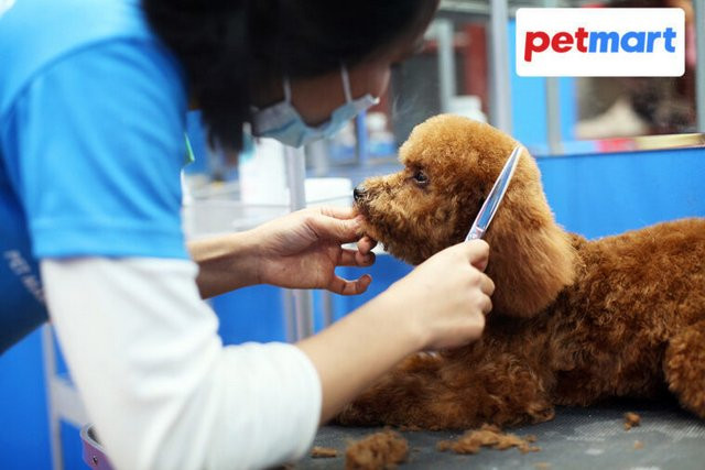 Chú chó đáng yêu đang được nhân viên cắt tỉa lông tại Hà Nội