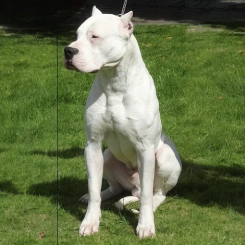 Chú chó Dogo Argentino trưởng thành với thân hình cơ bắp, đang ngồi trên bãi cỏ xanh, thể hiện sự oai vệ.
