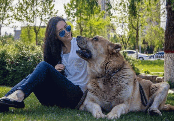 Chú chó đực với ngoại hình mạnh mẽ, thể hiện vẻ đẹp và lợi ích của con chó