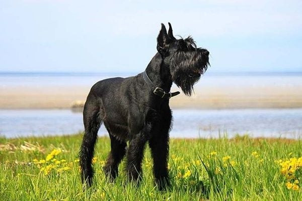 Chú chó Giant Schnauzer với bộ lông dày đen và bộ râu ấn tượng