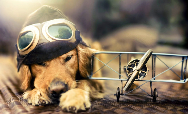 Chú chó Golden Retriever con nằm dài trên nền nhà gỗ, trông rất thư giãn