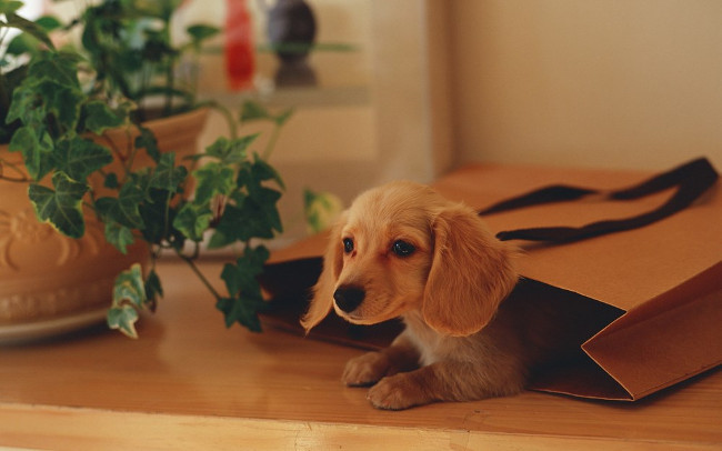 Chú chó Golden Retriever con nằm ngủ đáng yêu trên chăn