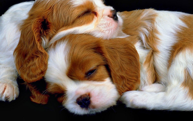 Chú chó Golden Retriever con với nụ cười thân thiện và tai cụp