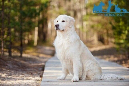 Chú chó Golden Retriever lông dài đang nằm, thể hiện ngoại hình và bộ lông đặc trưng của giống.