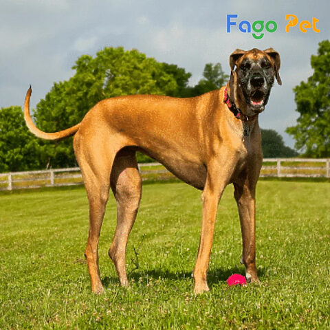 Chú chó Great Dane con ngồi nghiêm túc, biểu trưng cho sự lựa chọn cẩn trọng khi tìm hiểu chó Great Dane giá rẻ