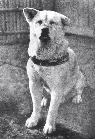 Chú chó Hachiko, biểu tượng của lòng trung thành của Akita