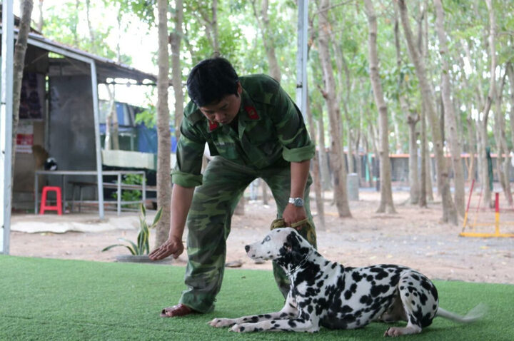 Chú chó hăng hái chạy qua đường hầm huấn luyện, minh chứng cho phương pháp huấn luyện hiệu quả tại nơi huấn luyện chó TPHCM