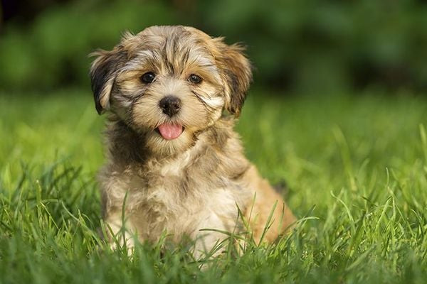 Chú chó Havanese con với bộ lông mềm mại nhiều màu sắc