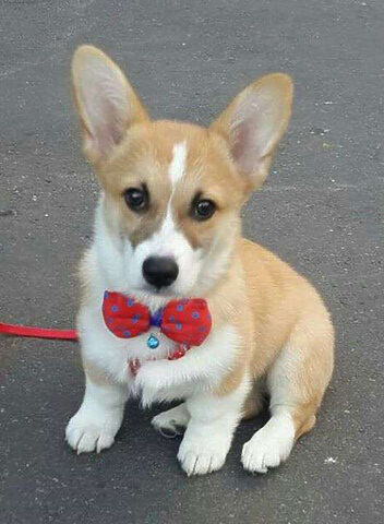 Chú chó hờn cả thế giới Momo Corgi với biểu cảm giận dỗi trong lồng sấy lông