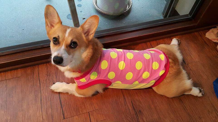 Chú chó hờn cả thế giới Momo Corgi với vẻ mặt thân thiện thường ngày trước khi giận dỗi