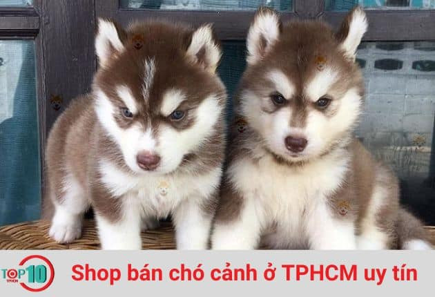 Chú chó Husky con tại SC Dog Shop, một shop bán chó cảnh ở TPHCM uy tín