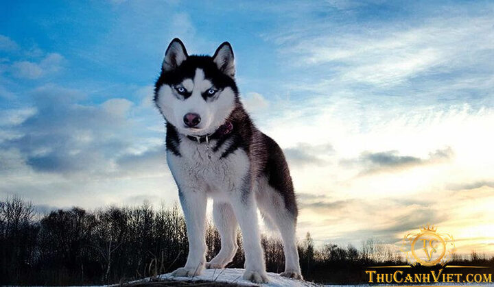 Chú chó Husky thân thiện đang nằm trên thảm cỏ xanh mướt, thể hiện sự thoải mái sau khi được huấn luyện đi vệ sinh.