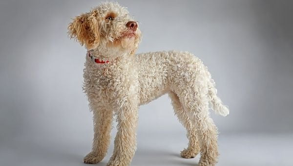 Chú chó Lagotto Romagnolo với bộ lông xoăn dày và vẻ mặt đáng yêu