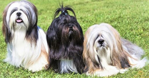Chú chó Lhasa Apso với bộ lông dài mượt và vẻ ngoài đáng yêu