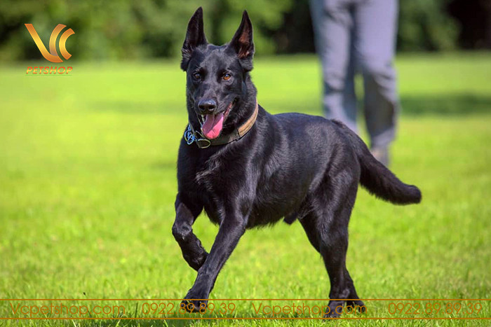 Chú chó Malinois màu vàng nâu với mặt nạ đen và một số vùng lông sẫm màu hơn, đứng trong tư thế vững chãi và oai vệ.