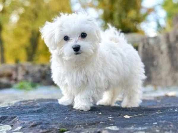 Chú chó Maltese với bộ lông trắng dài mềm mại, đôi mắt đen láy