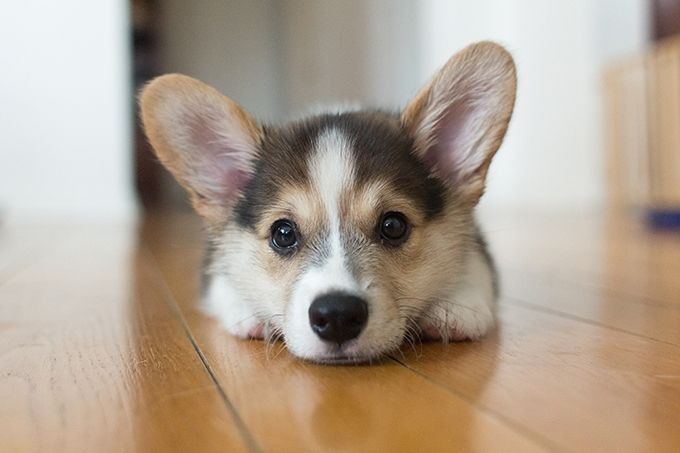 Chú chó nhỏ Corgi - Chó cảnh đắt nhất Việt Nam